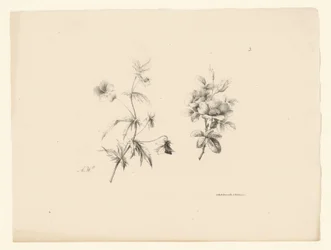 Deux fleurs (série Fleurs et fruits)