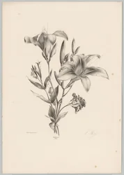 Deux lys