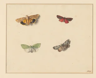 Quatre papillons