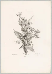 Violette et fleurs en forme de jacinthe et de cloche (Bloem en Fruit Studien, 10e aflevering)