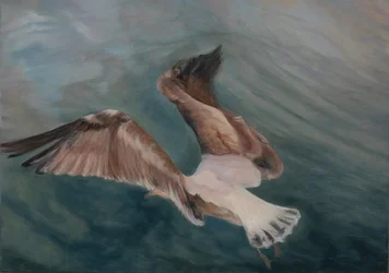 Mouette atterrissant, 2012