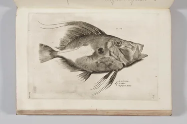 Illustration de « Aquatilium animalium historiae, liber primus » par Ippolito Salviani, 1554