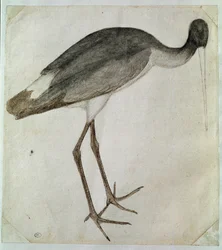 Une cigogne noire debout, tournée vers la droite. Dessin par Antonio di Puccio Pisano dit Pisanello