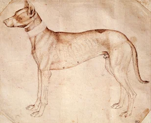 Étude de chien de chasse, dessin à la plume et à l