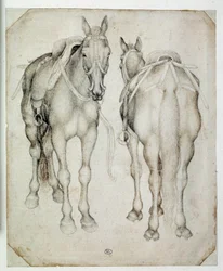 Deux harnais, vus de trois quarts, l