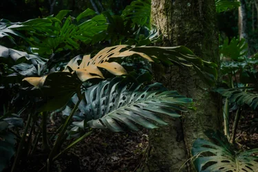Corcovado Trail IX , Petrópolis, Rio de Janeiro, Brésil, 2025 (photographie)