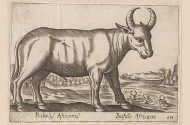 Buffle africain