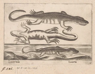 Trois lézards