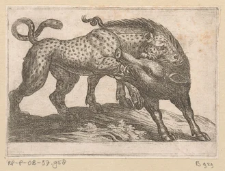 Un léopard combattant un sanglier