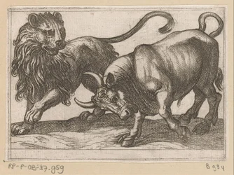 Un taureau attaquant un lion