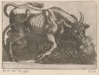 Un taureau combattant avec un lion