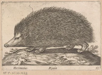 Hérisson