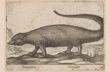 Animal de type furet