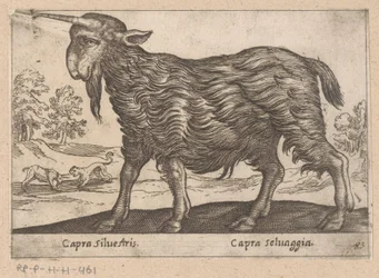 Chèvre avec une corne (Dieren en fabelwezens, Nova raccolta de li animali piu curiosi del mondo)