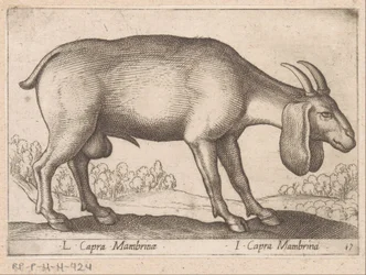 Chèvre Mambrina