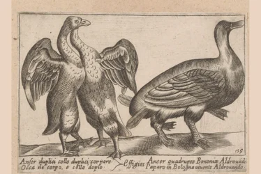 Oies déformées