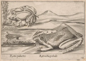 Grenouilles des marais