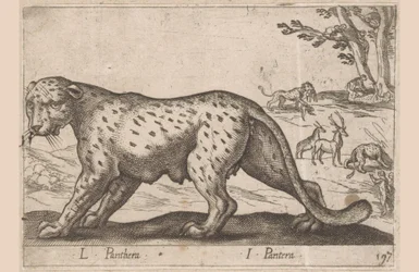 Panthère (Animaux et créatures fabuleuses)