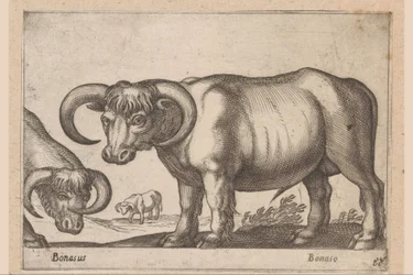 Bovins (Animaux et créatures fabuleuses)