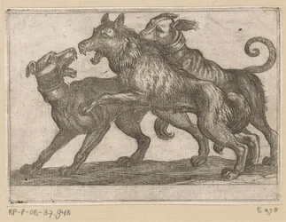 Deux chiens en combat avec un loup