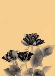 3 roses