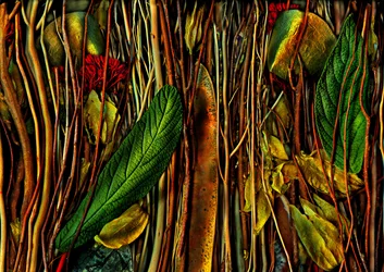 Anderswelten-no.79-4.étrange bois, 2019 (photo)