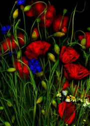 Artfloral Coquelicot 1