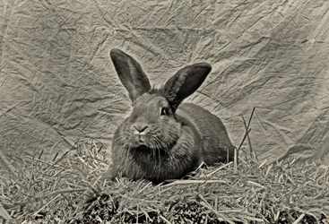 Au revoir Durer