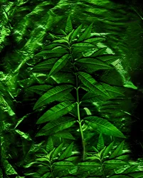 Green-4, 2009 (photo)