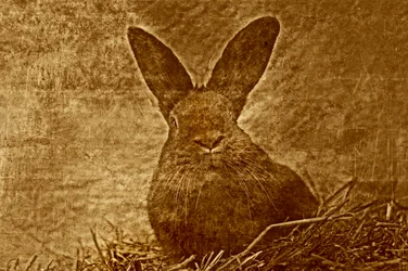 Hase, 2012 (photo)
