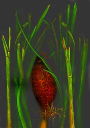 jungle fruit