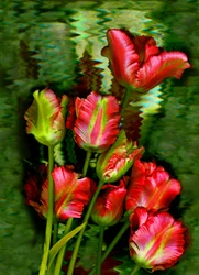 tulipes n°11