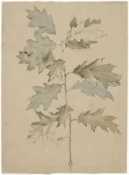 Branche de chêne avec feuillage