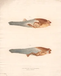 N° 3 et 4 dans les 8 étapes de croissance de la grenouille du Surinam