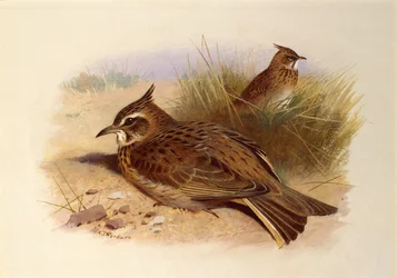 Une alouette huppée, oiseaux britanniques
