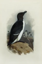Un Petit Pingouin
