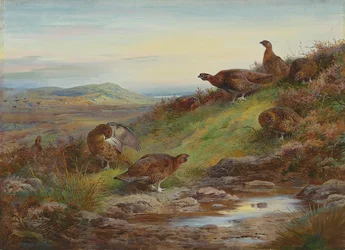 Une compagnie de lagopèdes d