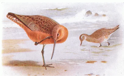 Barge rousse, de Birds of the British Isles and Their Eggs publié par Frederick Warne & Co Ltd, 1958