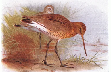 Barge à queue noire, de Birds of the British Isles and Their Eggs publié par Frederick Warne & Co Ltd, 1958