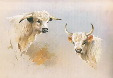 Taureau de Chartley et taureau de Chillingham, de Mammifères de Thorburn publié par Longmans and Co