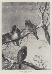 Visiteurs de Noël, Grives