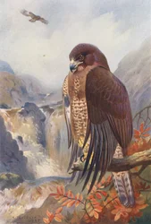 Buse Variable
