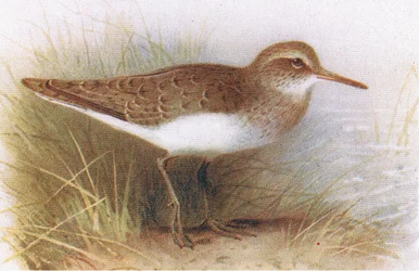 Chevalier guignette, de Birds of the British Isles and Their Eggs publié par Frederick Warne & Co Ltd, 1958