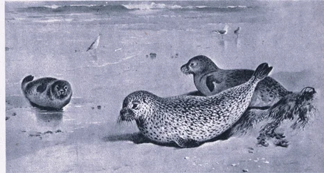 Phoque commun, Nature en Grande-Bretagne publié par Collins