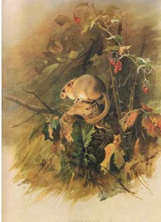 Loir, de Mammifères de Thorburn publié par Longmans et Co, vers 1920