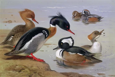 Canards près d