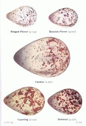 Œufs : grand gravelot, gravelot à collier interrompu, courlis, vanneau, pluvier guignard, tiré de Oiseaux des îles Britanniques et leurs œufs publié par Frederick Warne & Co Ltd, 1958