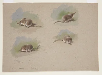 Quatre vignettes de musaraigne, c.1915