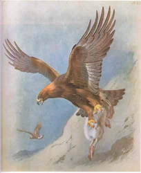 Aigle royal et Lièvre des montagnes, pub. par Book Club Associates, 1972