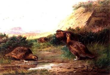 Grouses dans un paysage
